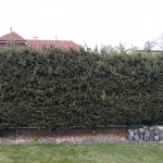 Topoľčany - strihanie živého plota o celkovej dĺžke 55 bm