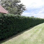 Nadlice - strihanie živého plota o dĺžke 78 bm