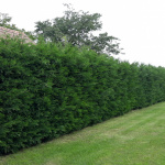 Nadlice - strihanie živého plota o dĺžke 78 bm